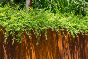 Pourquoi choisir de l’acier CorTen pour votre jardin ?