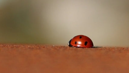 4 atouts de l’acier CorTen dans un jardin