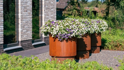 Les meilleures plantes à associer avec l'Acier CorTen