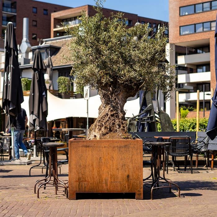 Pots pour plantes BRAGA CARRÉ en acier CorTen